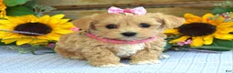 Maltipoo dogs for sale: Tessa - Ad 8