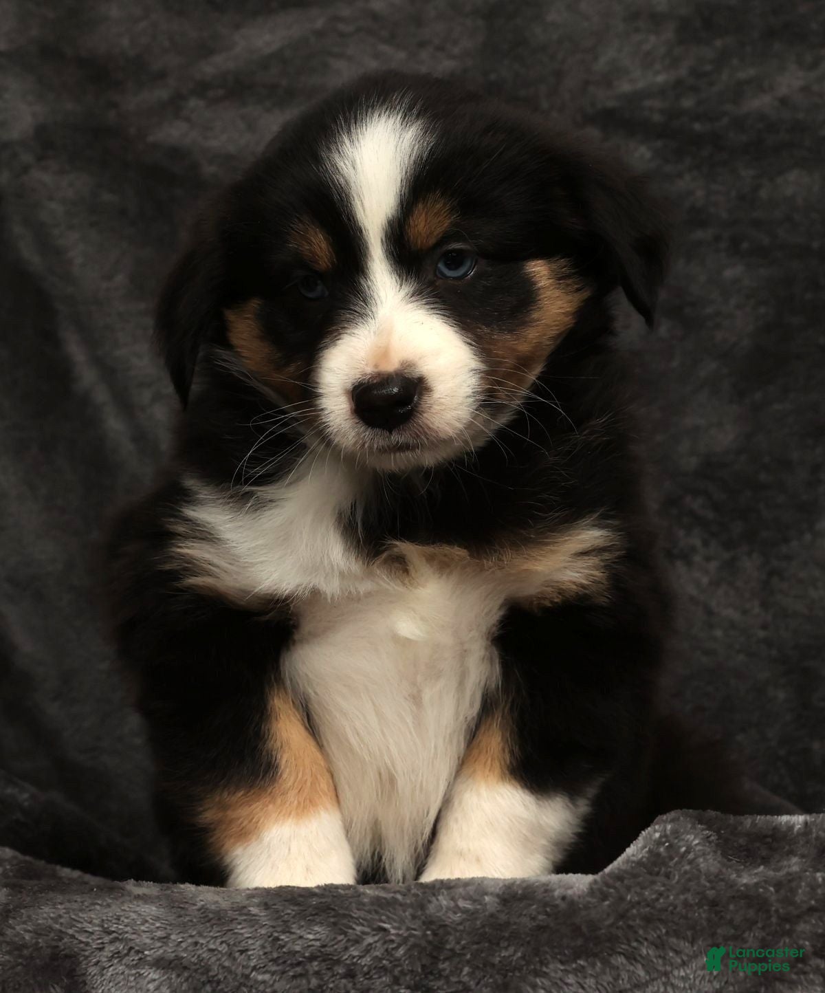 Miniature Australian Shepherd dogs Sage - Ad 2