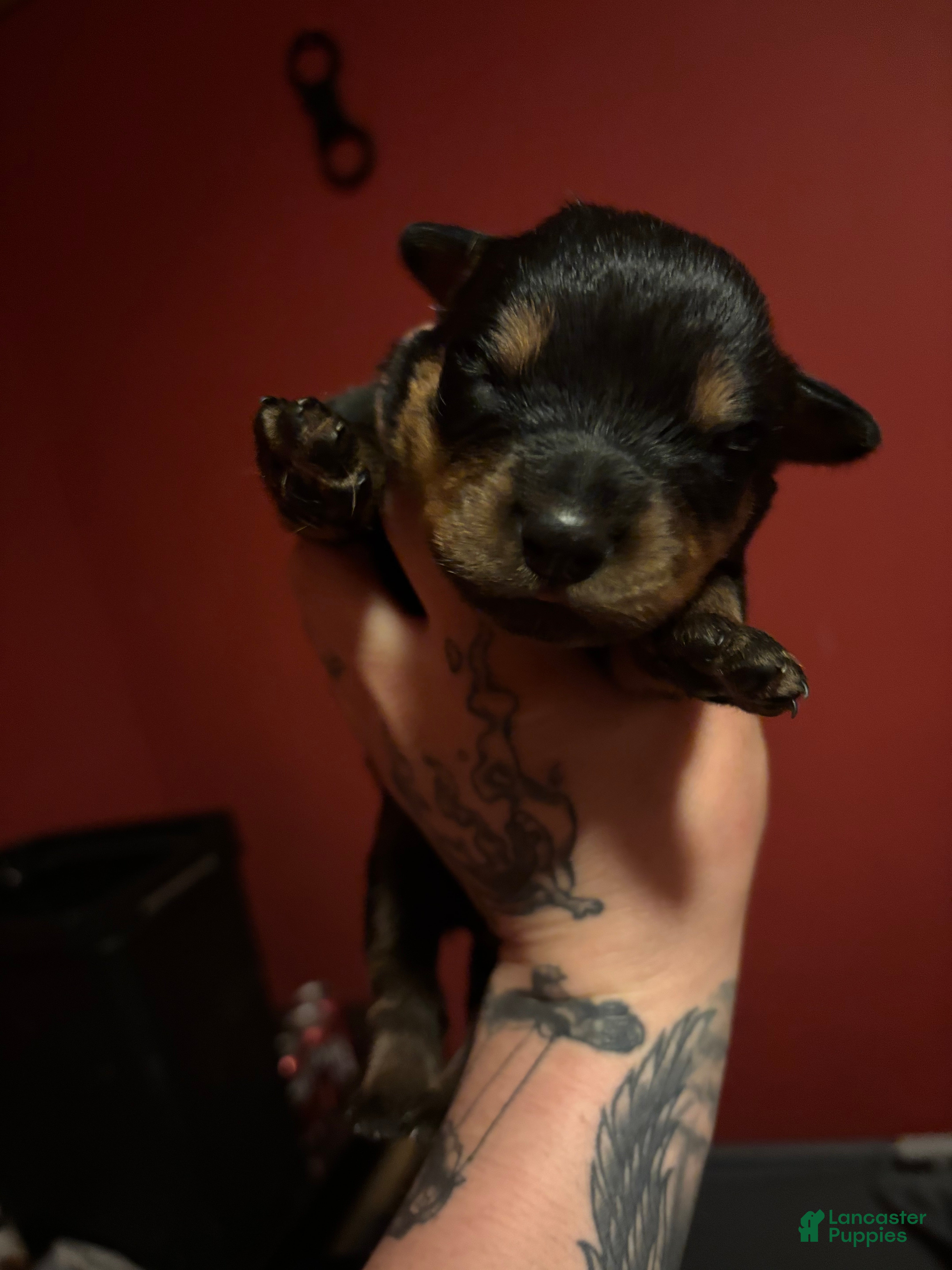 Rottweiler dogs Rottweiler Puppy 1 - Ad 34