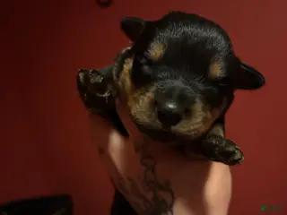 Rottweiler dogs Rottweiler Puppy 1 - Ad 34