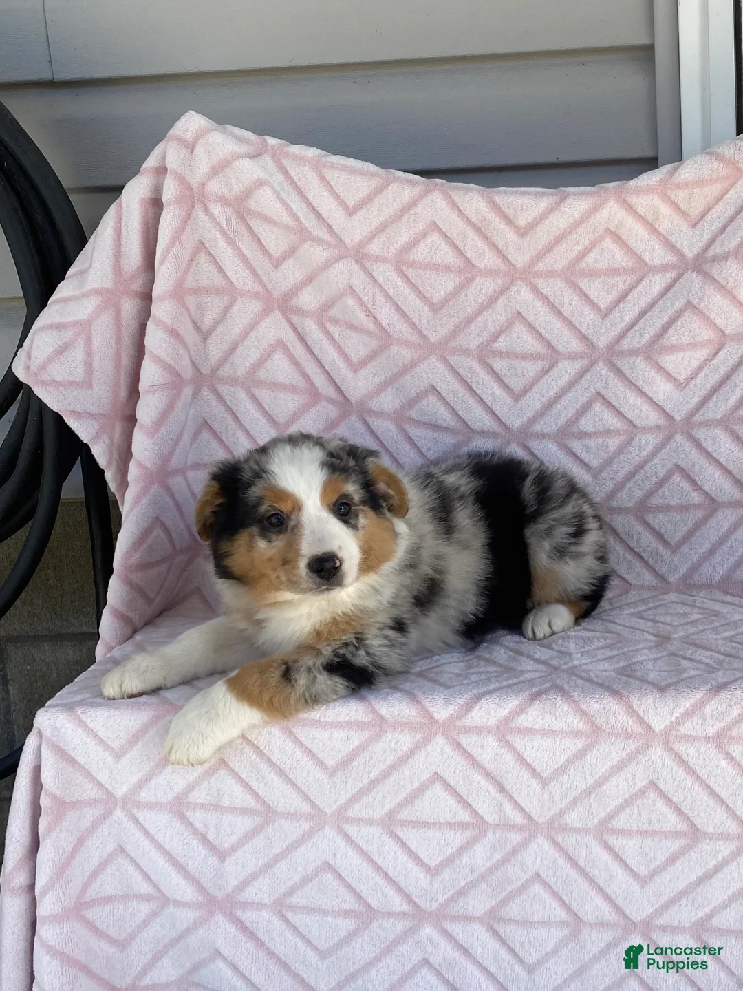 Australian Shepherd dogs for sale: Australian Shepherd Puppy 3 - Ad 1
