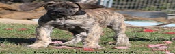 Great Dane dogs for sale: Great Dane Puppy 1 - Ad 5