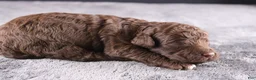 Mini Goldendoodle dogs for sale: Christian - Ad 5