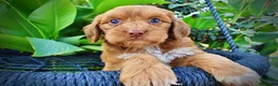 Havapoo dogs for sale: Muppet-Sale!!! - Ad 2