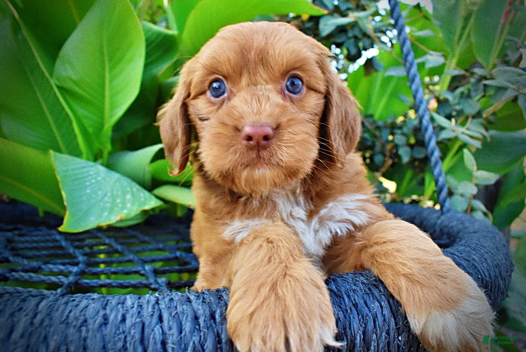 Havapoo dogs for sale: Muppet-Sale!!! - Ad 2