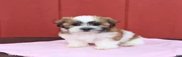 Malshi dogs for sale: Sugar - Ad 5
