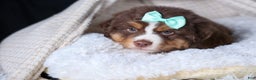 Miniature Australian Shepherd dogs for sale: SHADOW - Ad 12