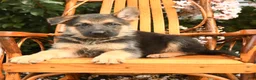 German Shepherd dogs for sale: Hunter - Ad 4