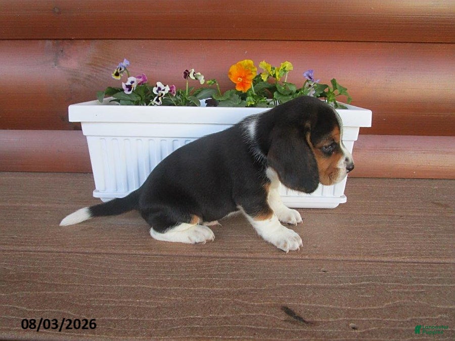 Beagle dogs Leo - Ad 4