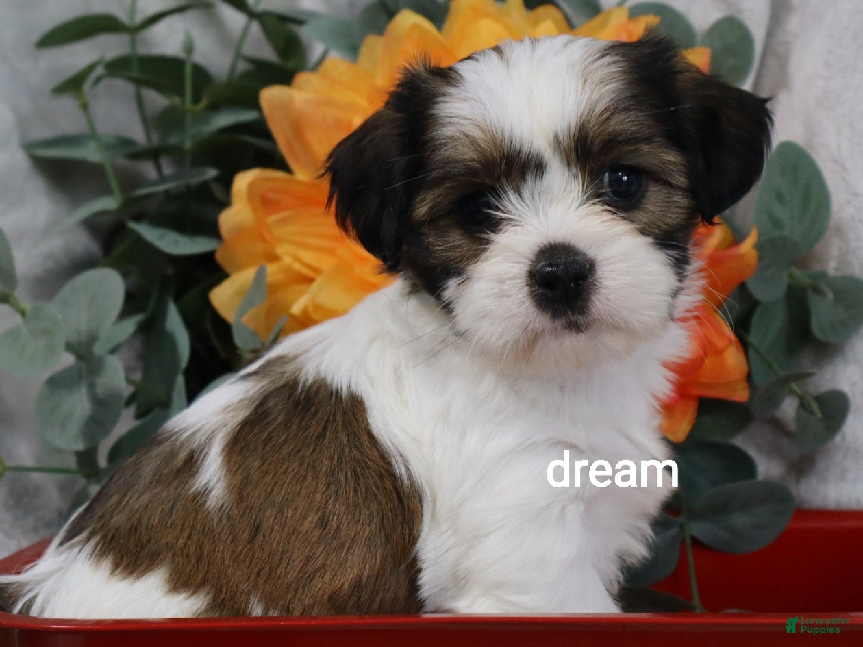 Mixed Breed dogs Gemma - Ad 1