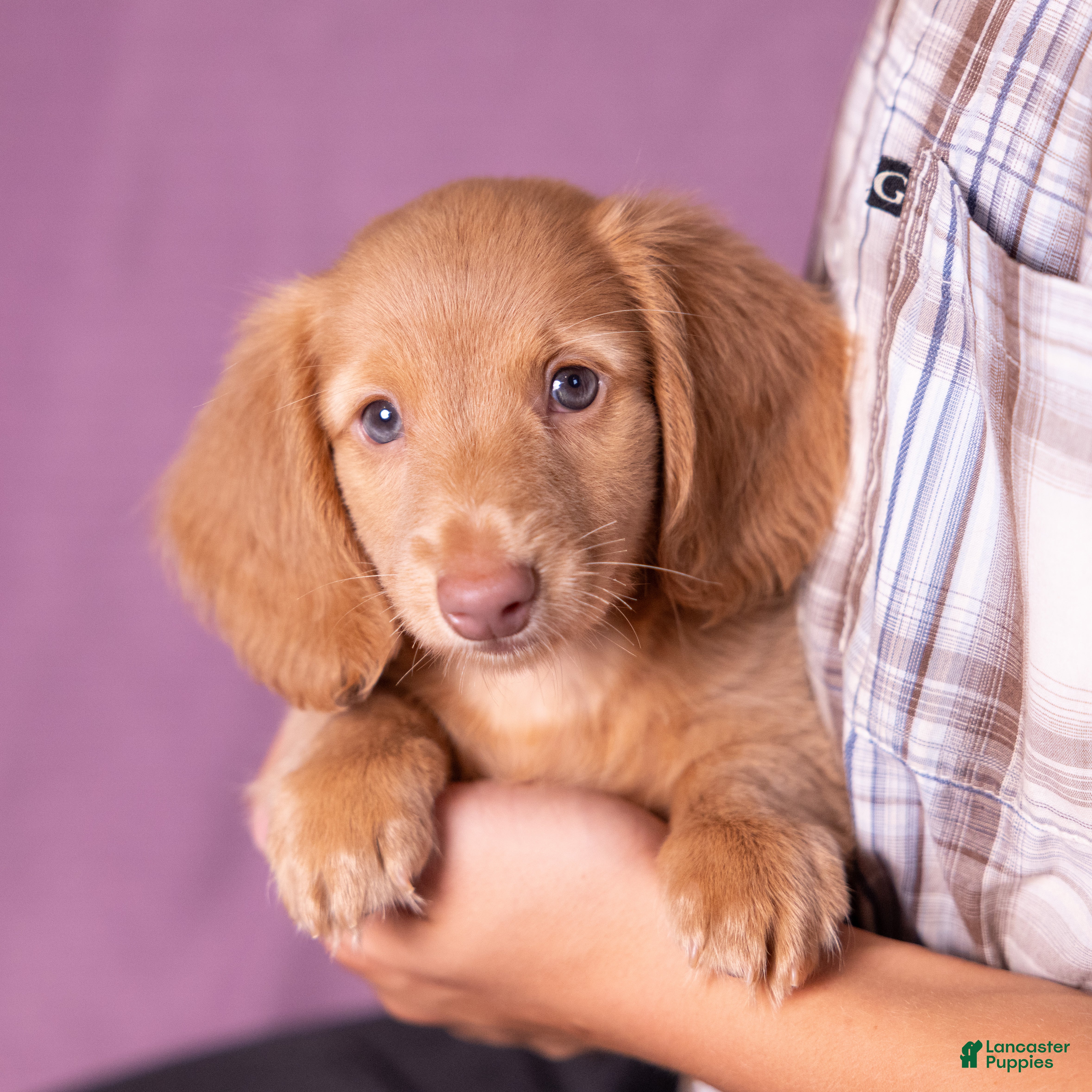 Miniature Dachshund dogs Peanut - Ad 1