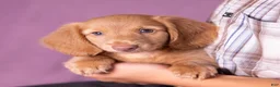 Miniature Dachshund dogs for sale: Peanut - Ad 7