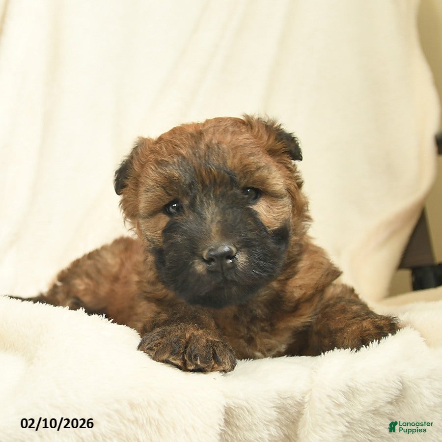 Soft Coated Wheaten Terrier dogs Twilight  - Ad 2