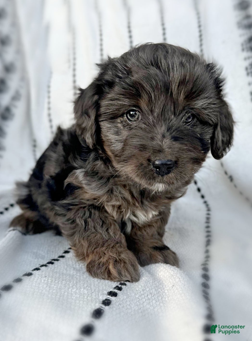 Mini Aussiedoodle dogs River - Ad 19