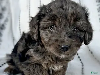 Mini Aussiedoodle dogs River - Ad 23