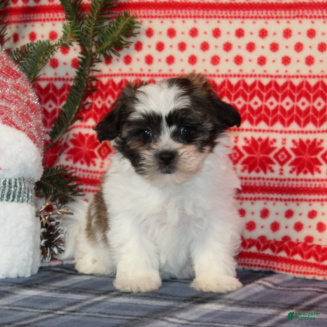 Teddy Bear dogs for sale: Fern - Ad 2