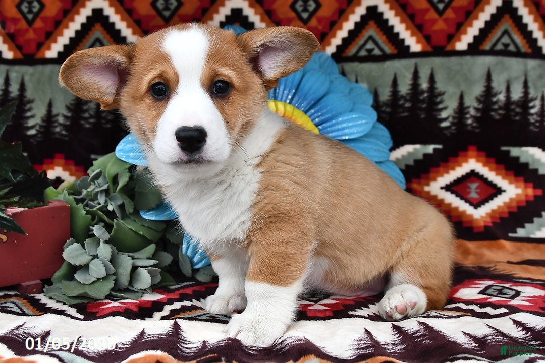 Welsh Corgi Pembroke dogs for sale: Candy Pup - Ad 2