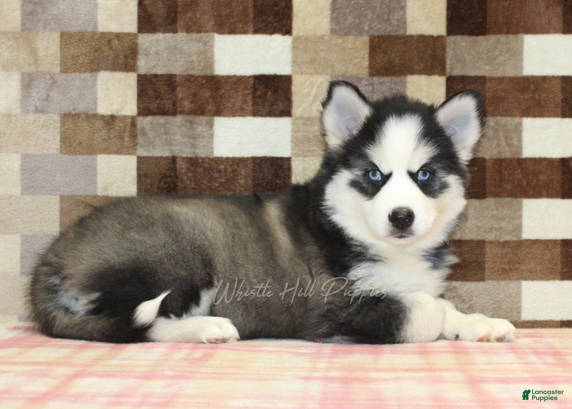 Pomsky dogs Bailey - Ad 2