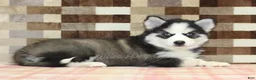 Pomsky dogs for sale: Bailey - Ad 2