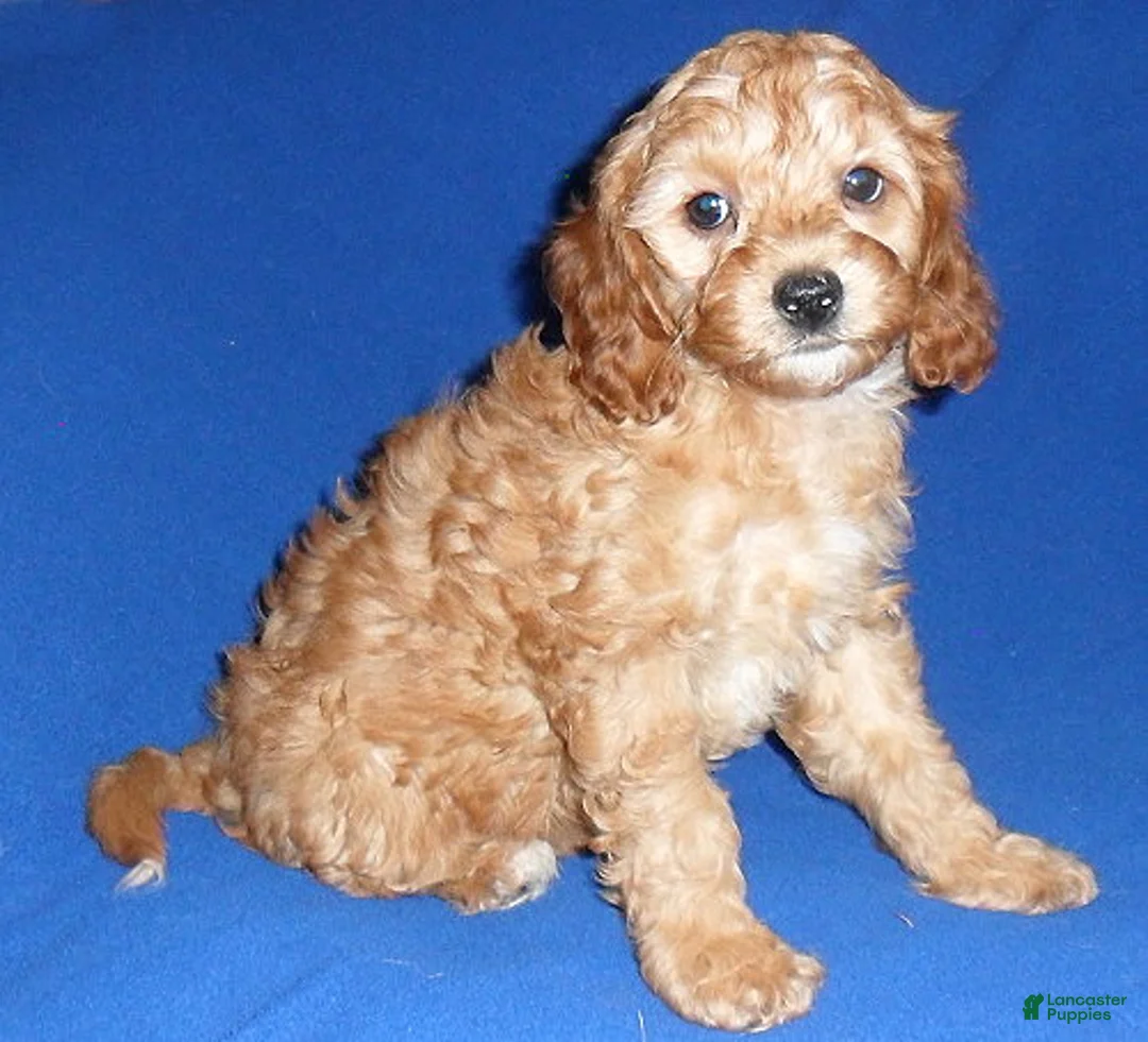 Cockapoo dogs for sale: Peanut - Ad 3