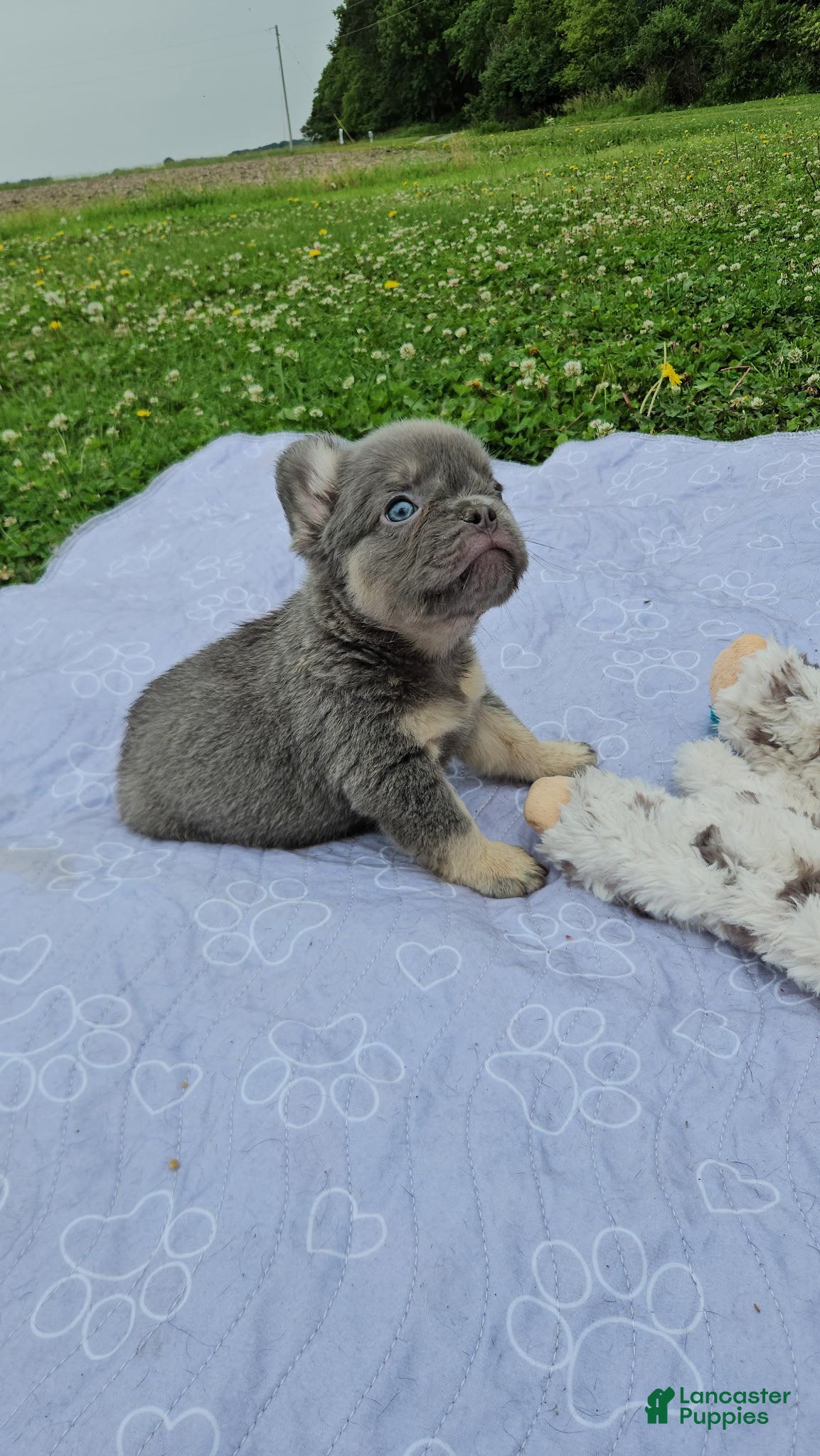 French Bulldog dogs French Bulldog Puppy 1 - Ad 1