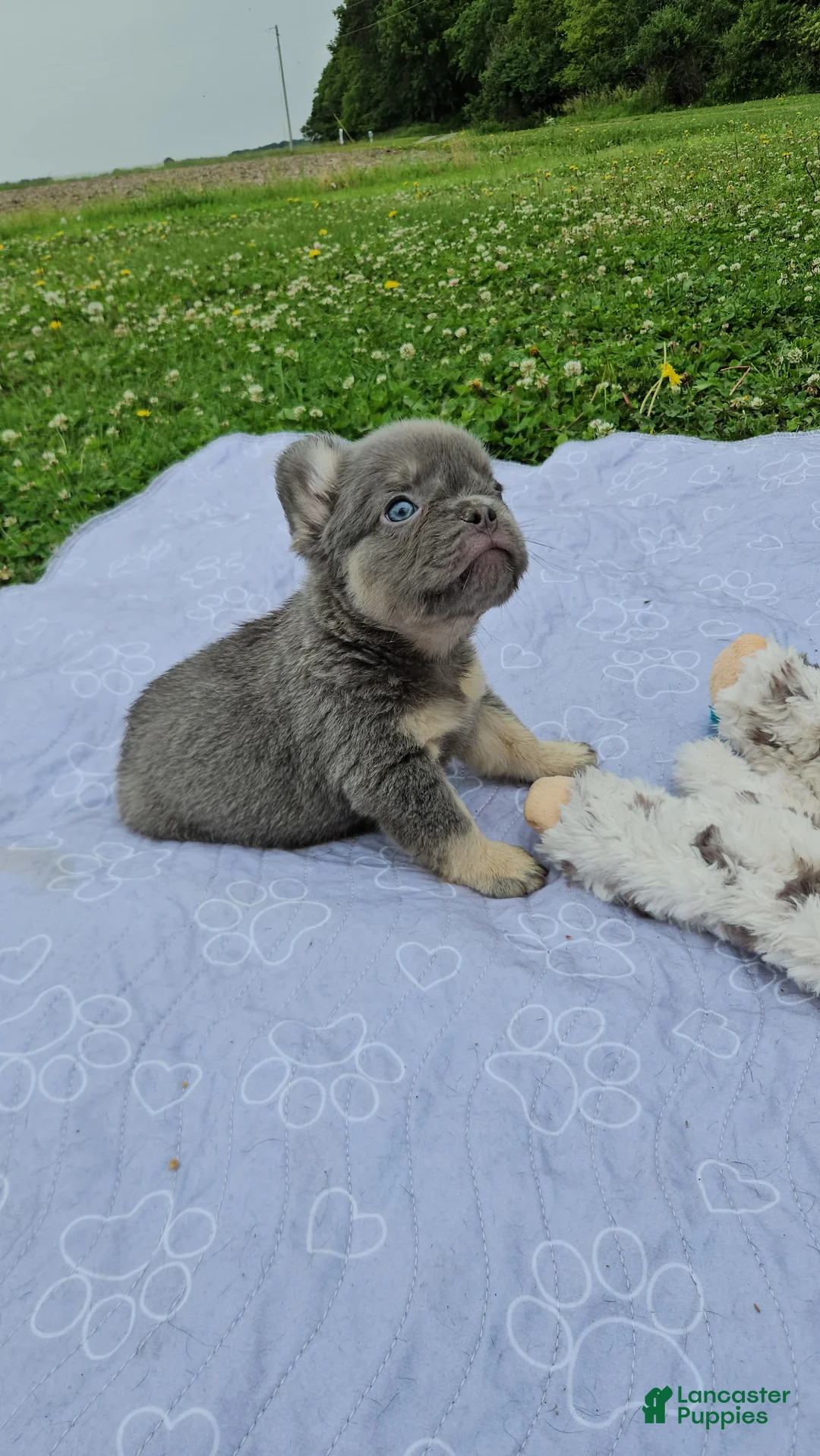 French Bulldog dogs for sale: French Bulldog Puppy 1 - Ad 2