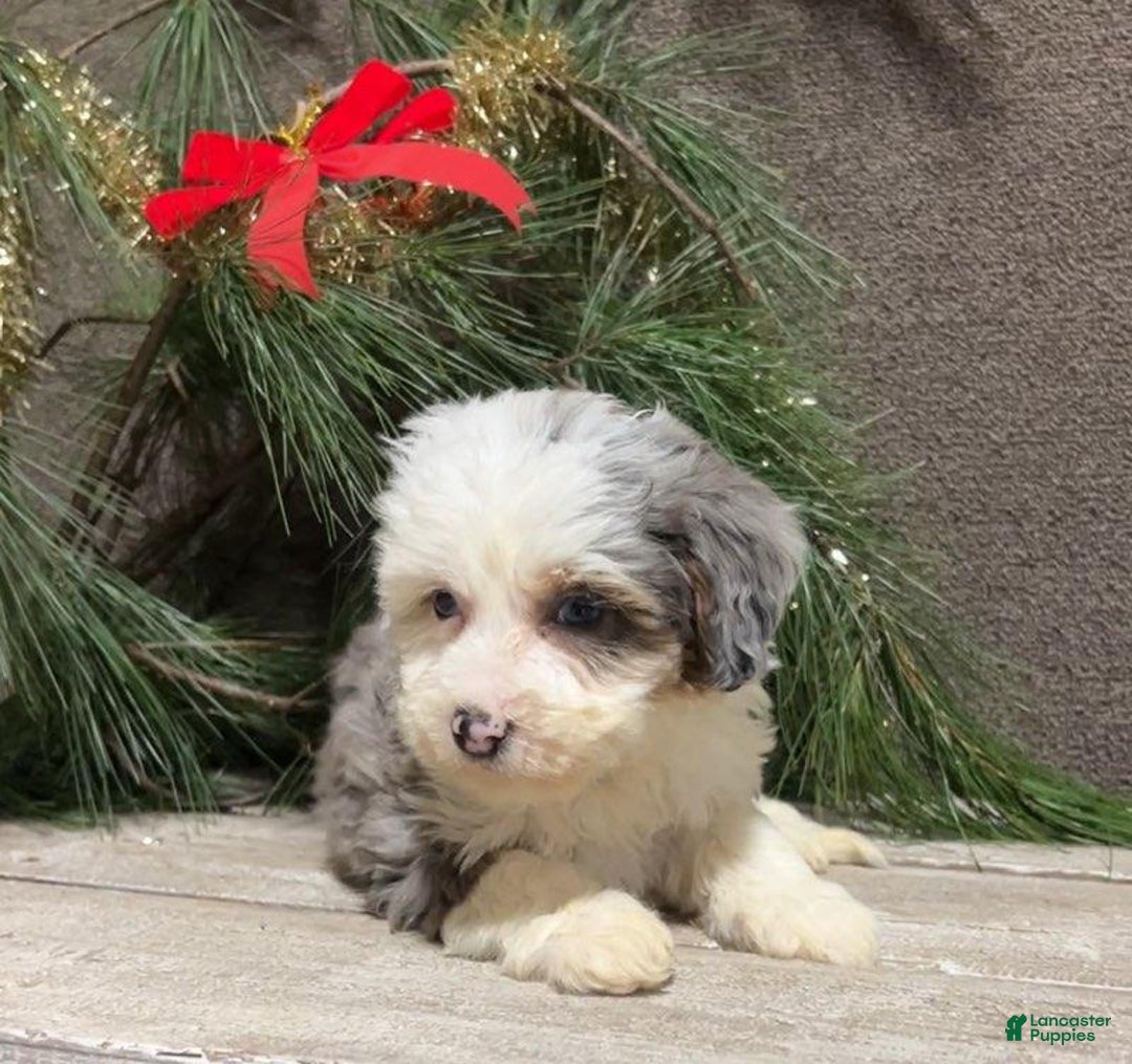 Mini Bernedoodle dogs for sale: Sugar - Ad 2