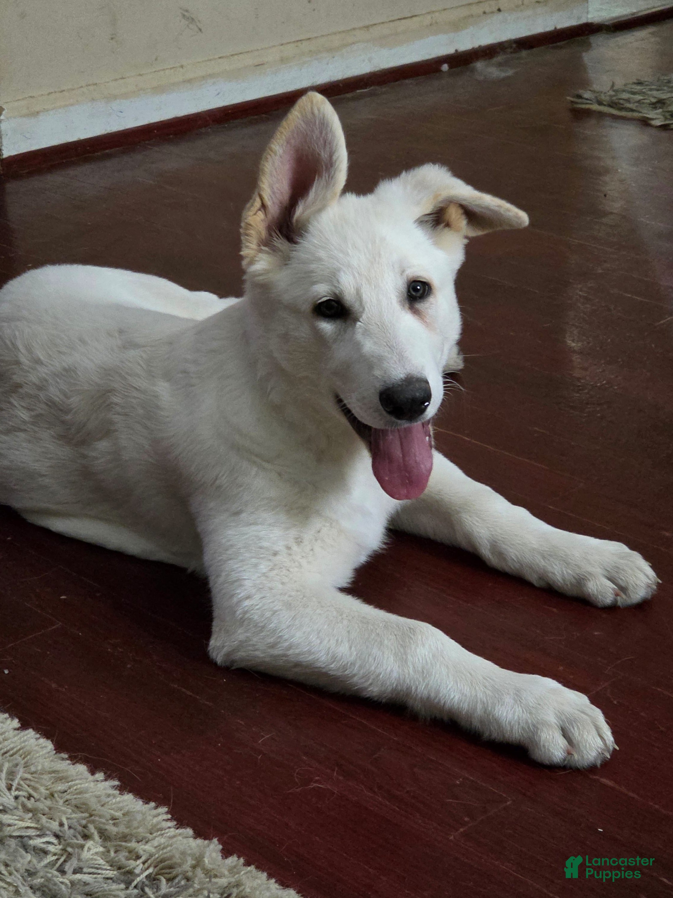 German Shepherd dogs White German Shepherd Puppy - Pink - Ad 23