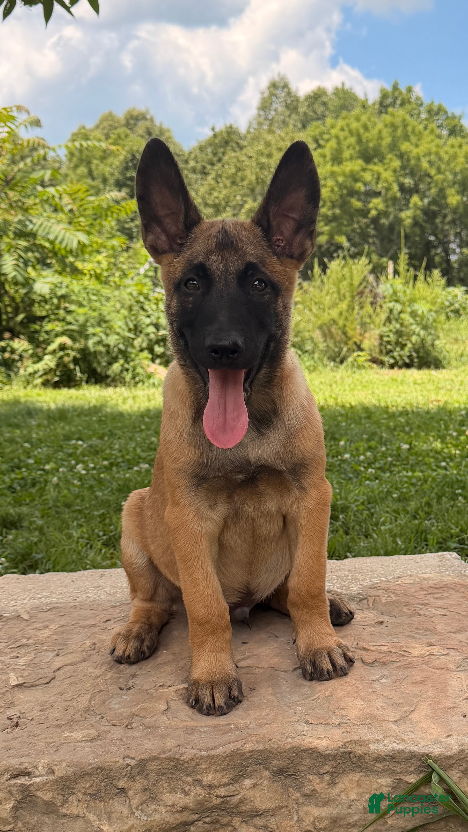 Belgian Malinois dogs Alpha - Ad 32