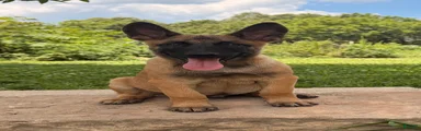 Alpha
