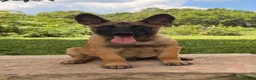 Belgian Malinois dogs for sale: Alpha - Ad 1