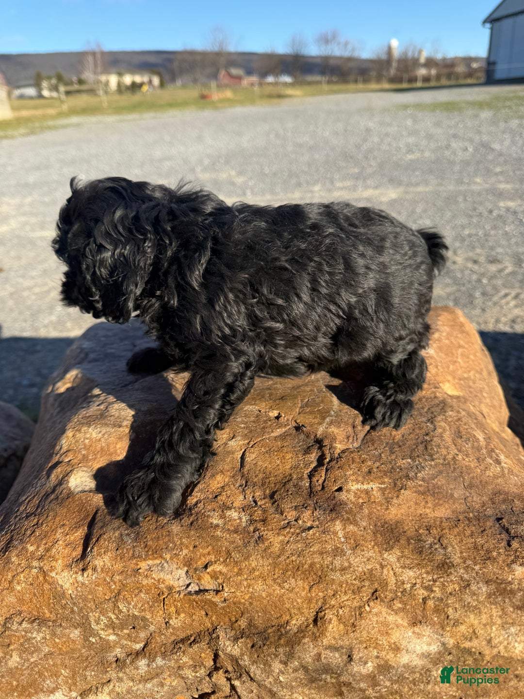 Cockapoo dogs for sale: Cockapoo Puppy 1 - Ad 3