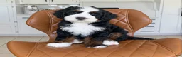 Bernedoodle dogs for sale: Buddy - Ad 3