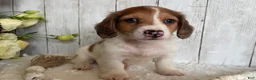 Miniature Dachshund dogs for sale: Luke - Ad 10