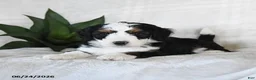 Bernedoodle dogs for sale: Cosmo  - Ad 3