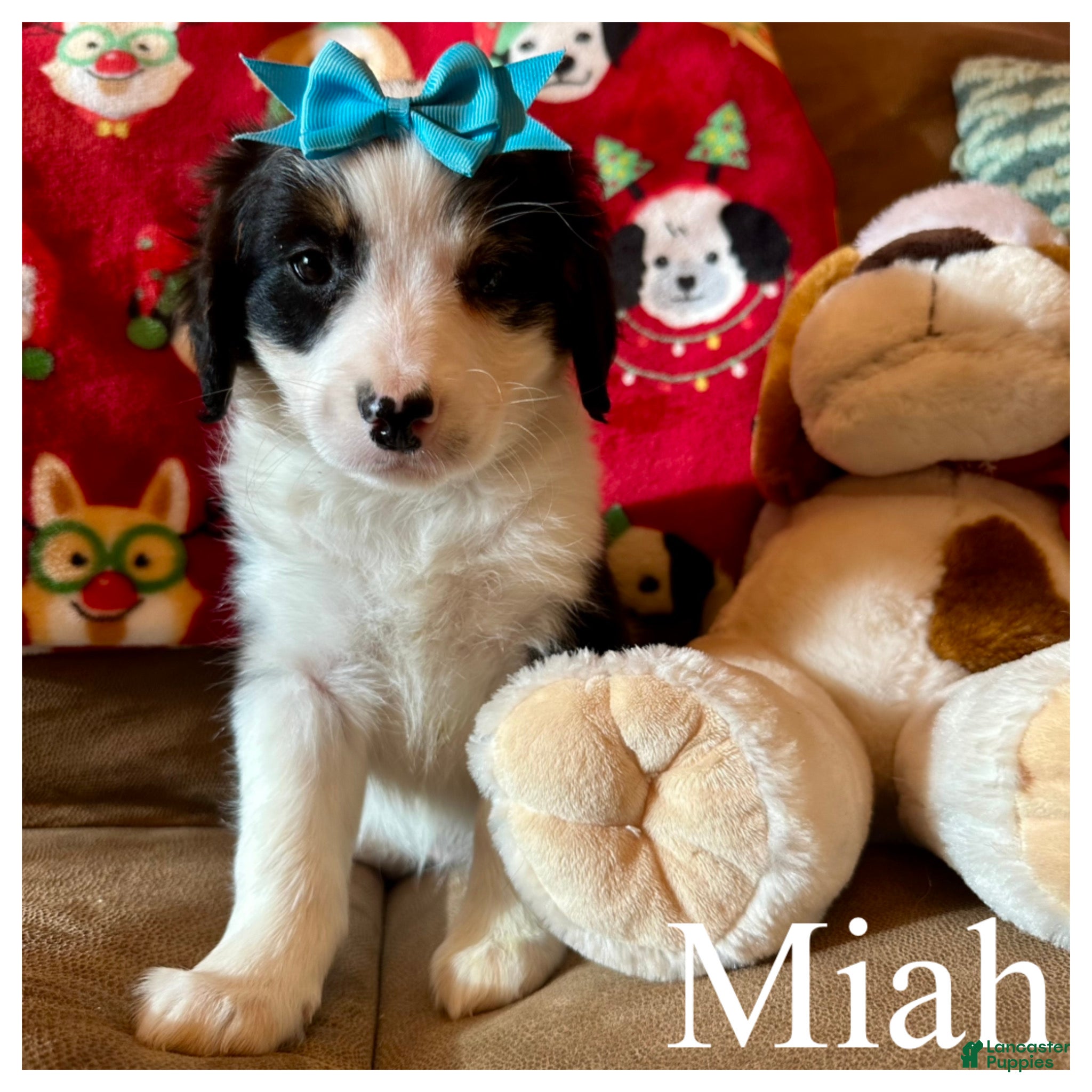 Mini Bernedoodle dogs Miah - Ad 23