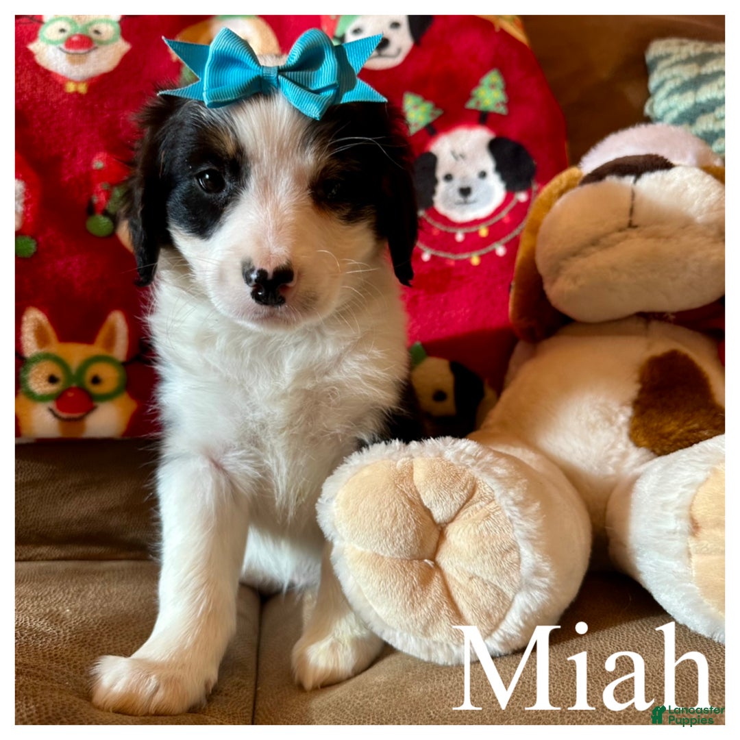 Mini Bernedoodle dogs for sale: Miah - Ad 2