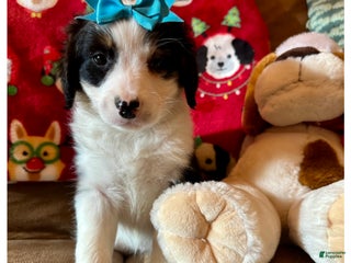 Mini Bernedoodle dogs Miah - Ad 23