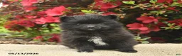 Pomeranian dogs for sale: Bowe  - Ad 2