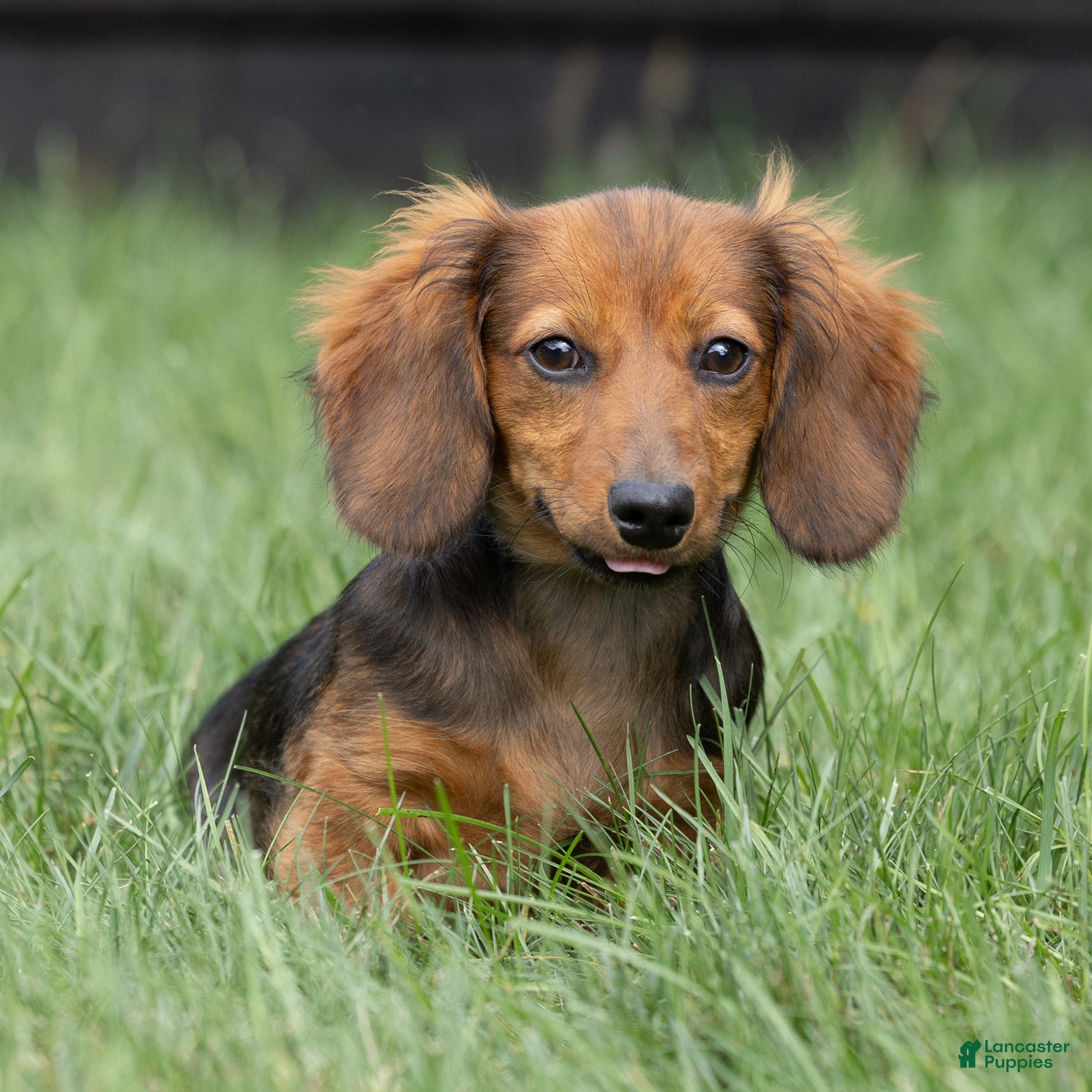 Miniature Dachshund dogs Marie Miniature Dachshund  - Ad 2