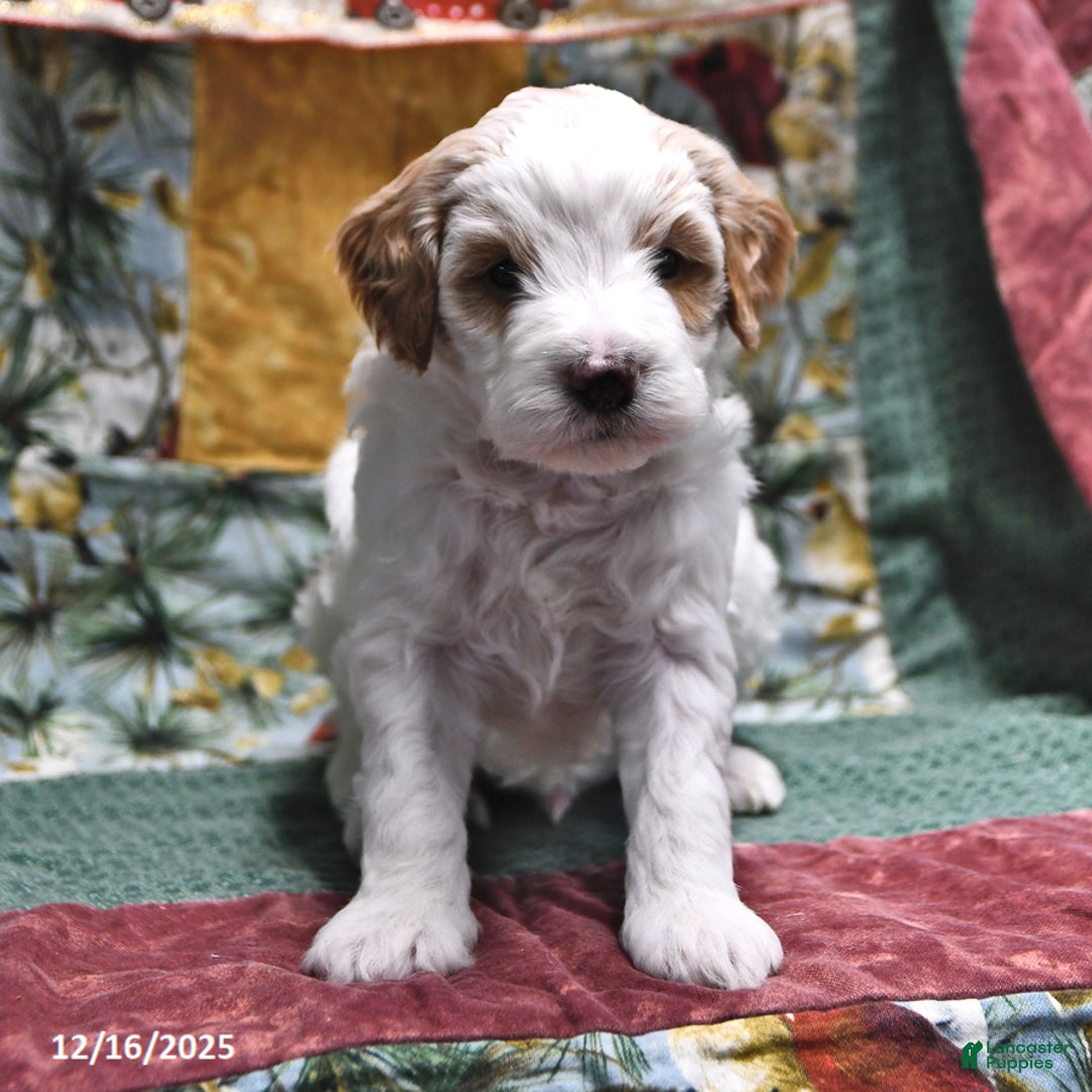 Goldendoodle dogs for sale: Sheldon - Ad 3