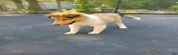 Collie dogs for sale: Teddy - Ad 4