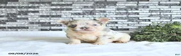 French Bulldog dogs for sale: Della - Ad 3