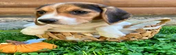 Beagle dogs for sale: Bella - Ad 4