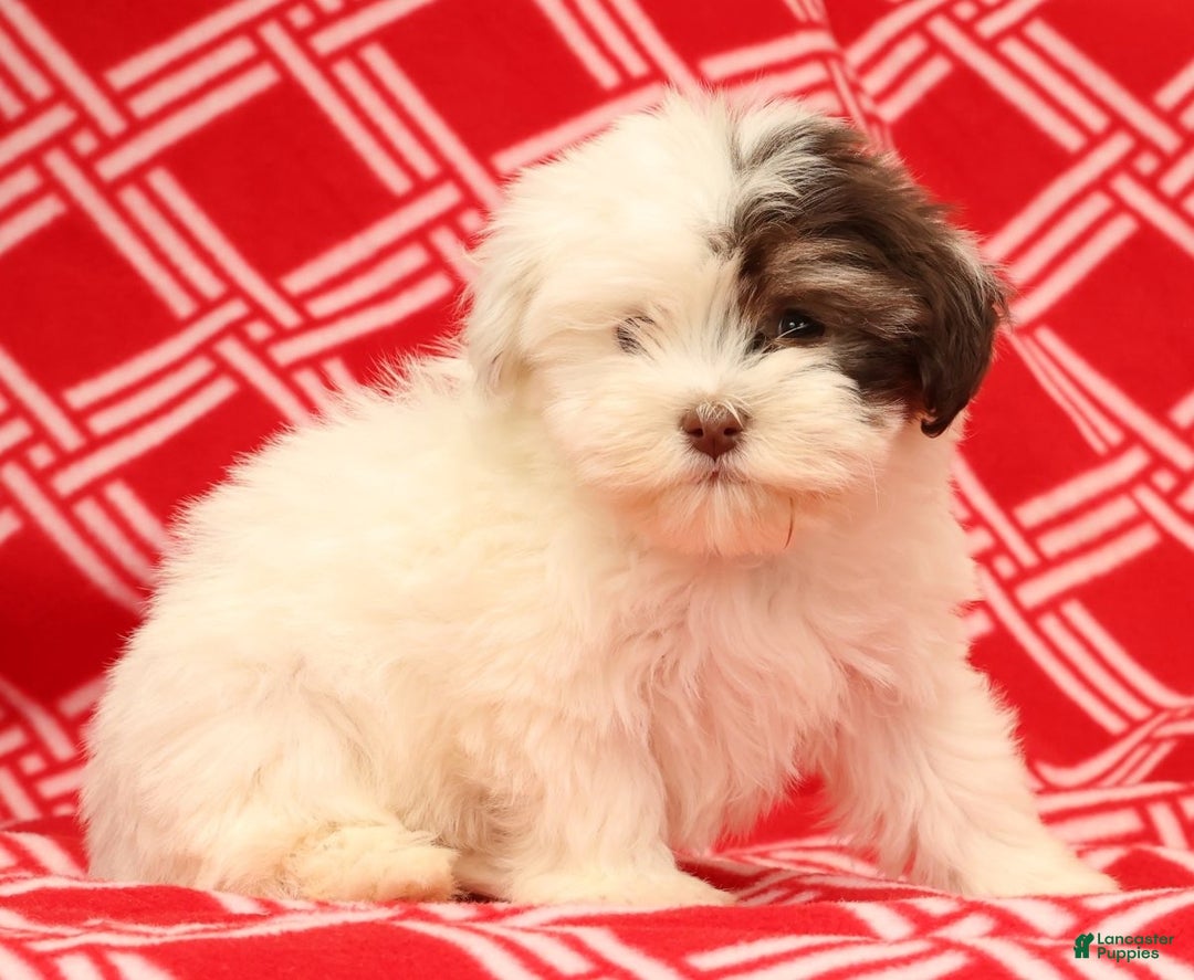 Havanese dogs for sale: Beth - Ad 5