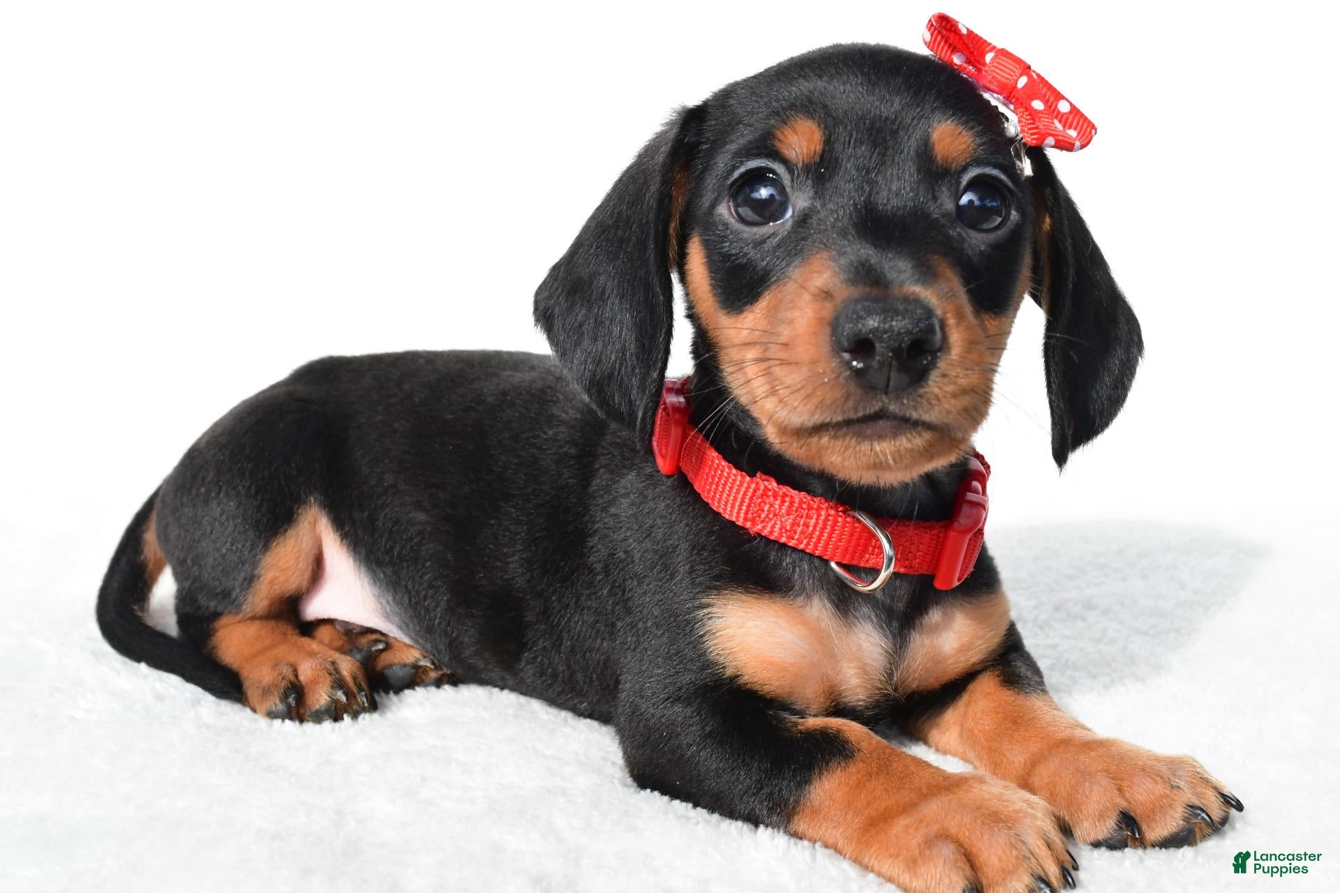 Miniature Dachshund dogs Diesel - Ad 1