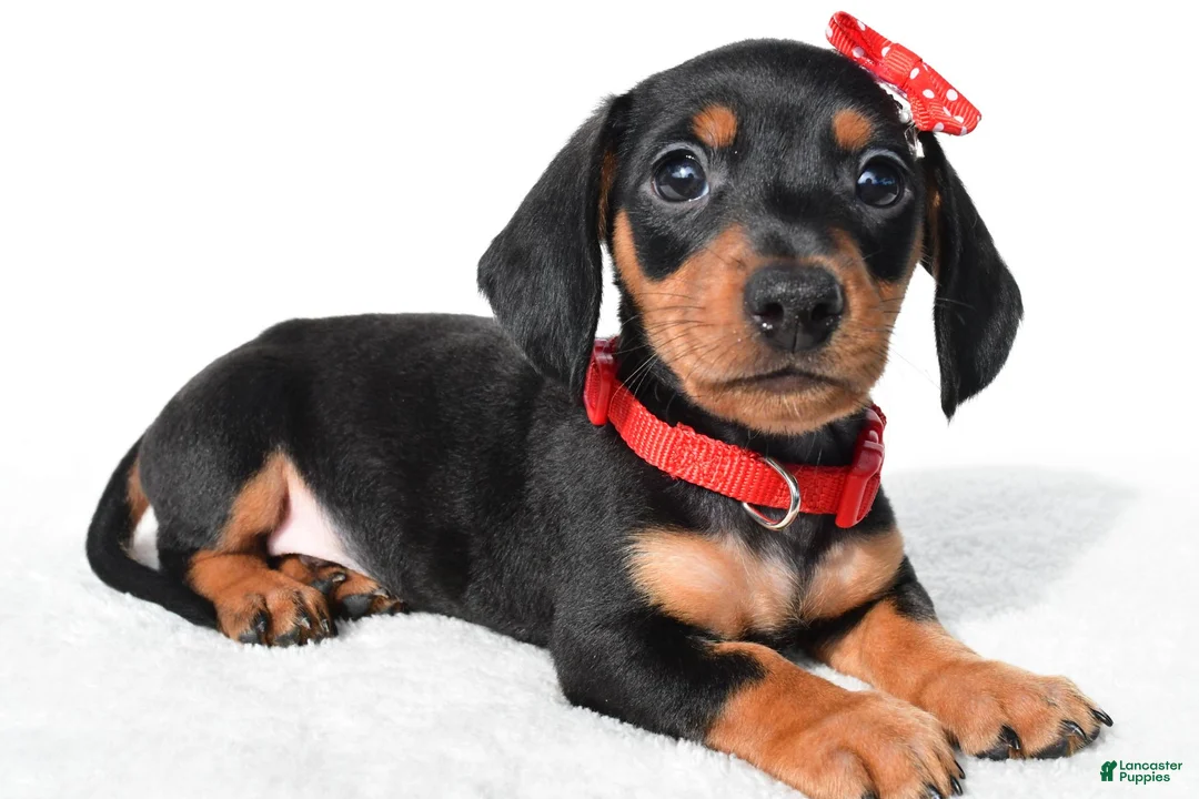 Miniature Dachshund dogs for sale: Diesel - Ad 1