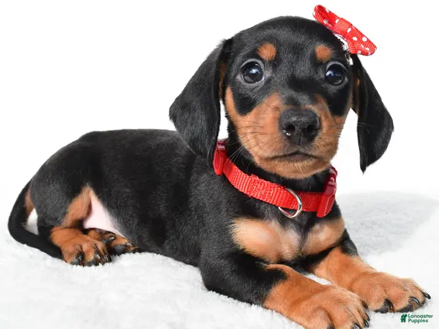 Miniature Dachshund dogs for sale: Diesel - Ad 1