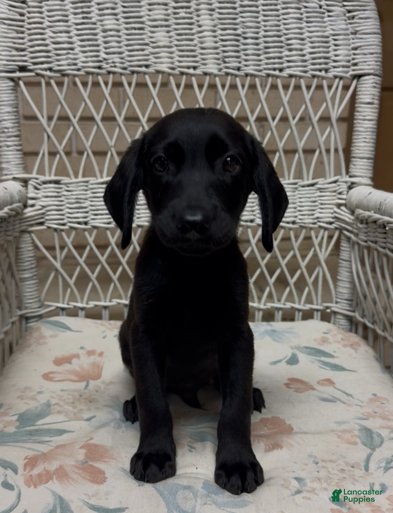 Labrador Retriever dogs for sale: Labrador Retriever Jackie - Ad 43
