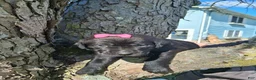 Labrador Retriever dogs for sale: Raven - Ad 2